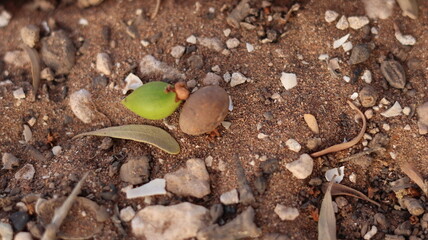 Argan Tree in Moroccan Landscape with Rough Bark and Arid Environment, Essential for Argan Oil Production, Argan Skincare, Argan Hair Oil, Argan Cosmetics, and Organic Argan Benefits
