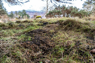 Hare droppings, bay leaves in the grass