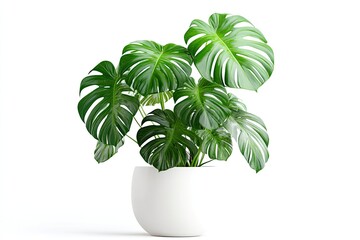 Monstera plant in white pot isolated on white background with clipping path 
