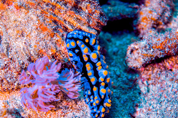 Dumaguete, Philippines - Diving and Undersea Life