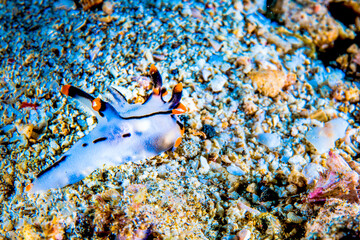 Dumaguete, Philippines - Diving and Undersea Life