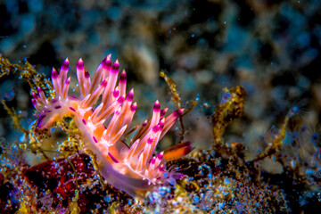 Dumaguete, Philippines - Diving and Undersea Life