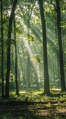 Fototapeta premium A peaceful morning yoga session in a forest clearing, with sunlight filtering through the trees