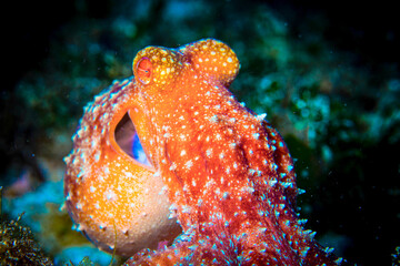 Dumaguete, Philippines - Diving and Undersea Life