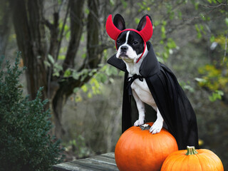 Cute puppy, two pumpkins and Halloween costume. Outdoor, close-up. Congratulations for family, relatives, loved ones, friends, colleagues. Pet care concept