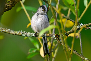 Obraz premium Long-tailed tit // Schwanzmeise (Aegithalos caudatus)