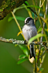 Obraz premium Schwanzmeise // Long-tailed tit (Aegithalos caudatus)