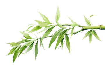 Bamboo branch plant herbs.