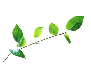 Fototapeta premium Fresh green leaf branch, white isolated background. transparent background
