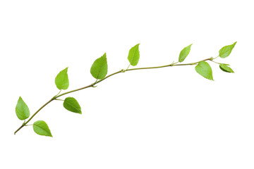 Obraz premium Green leafy branch with fresh leaves, white isolate background. transparent background