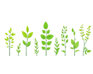 Various green plants on a white isolated background. transparent background