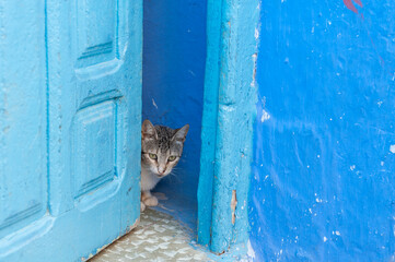 Stray cat in an alley in the blue city of Chefchaouen, Morocco.