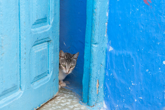 Stray cat in an alley in the blue city of Chefchaouen, Morocco.