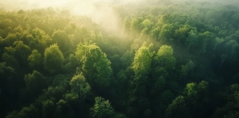 Topics Naturschutz and Climate Change at Regenwald im Nebel - Stock images
