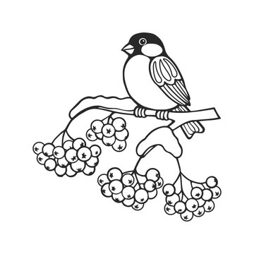 recommend clip art: Line art, bullfinch bird on a snowy rowan branch. Illustration for coloring book, vector