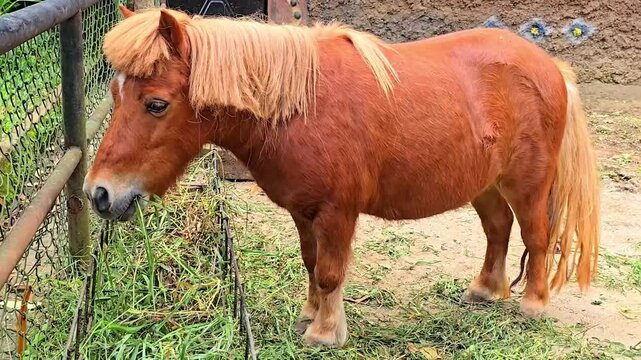 brown shetland breed pony horse in the ranch standing up with the environment and its surrounding, Good for multimedia content