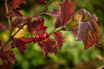 Fototapeta premium Red berries of viburnum in the wild