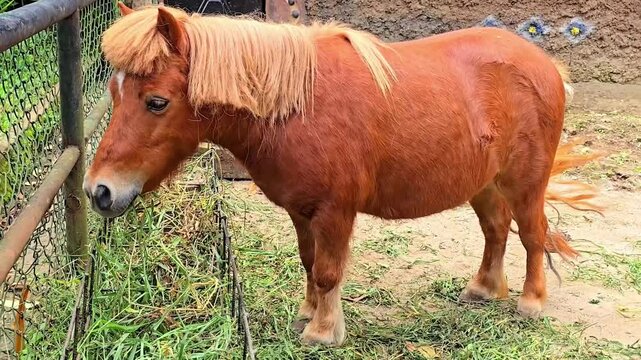 brown shetland breed pony horse in the ranch standing up with the environment and its surrounding, Good for multimedia content