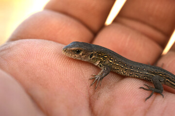 A small common lizard sits on a person's hand.