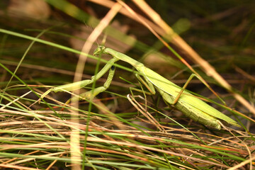 Praying mantis insect crawling on the grass, side view.