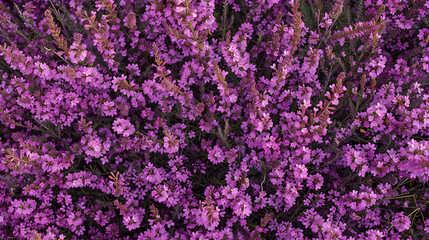 Obraz premium Vibrant Purple Flowers A Floral Tapestry