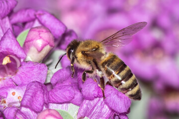 Macro photo of a bee on a pink flower.
