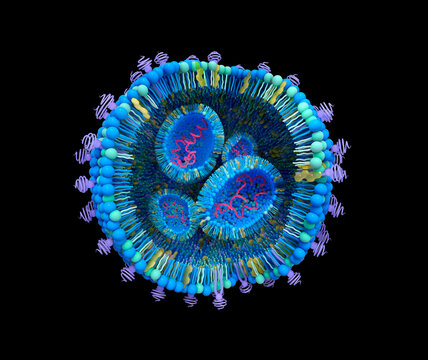 Lipid nanoparticle (LNP) structure illustration. Lipid nanoparticles (LNPs) are promising vehicles to deliver a variety of therapeutics. It is used in COVID-19 mRNA vaccines or cancer immunotherapy.
