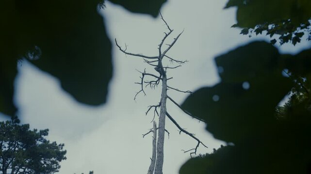 Tall dead tree