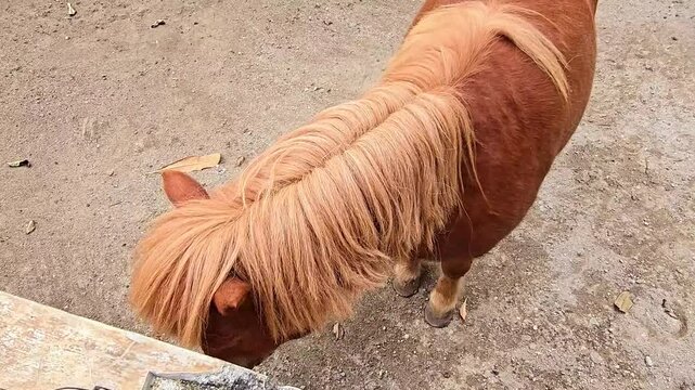 brown shetland breed pony horse in the ranch standing up with the environment and its surrounding, Good for multimedia content