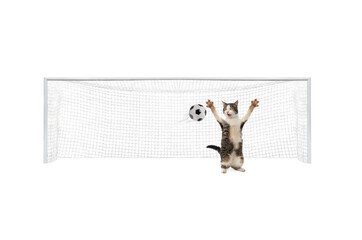 cat standing on gate hitting ball isolated on white background