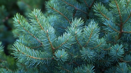 short needles of a coniferous tree close-up on a green background, texture of needles of a Christmas tree close-up, blue pine branches, with generative ai