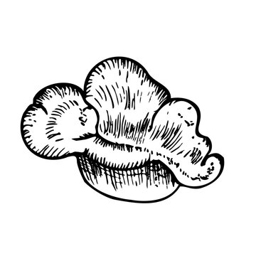 recommend clip art: Vector coral. Hand painted line reef sketch. Graphic tropical clip art isolated on background. Underwater illustration. For designers, invitations, decoration, 