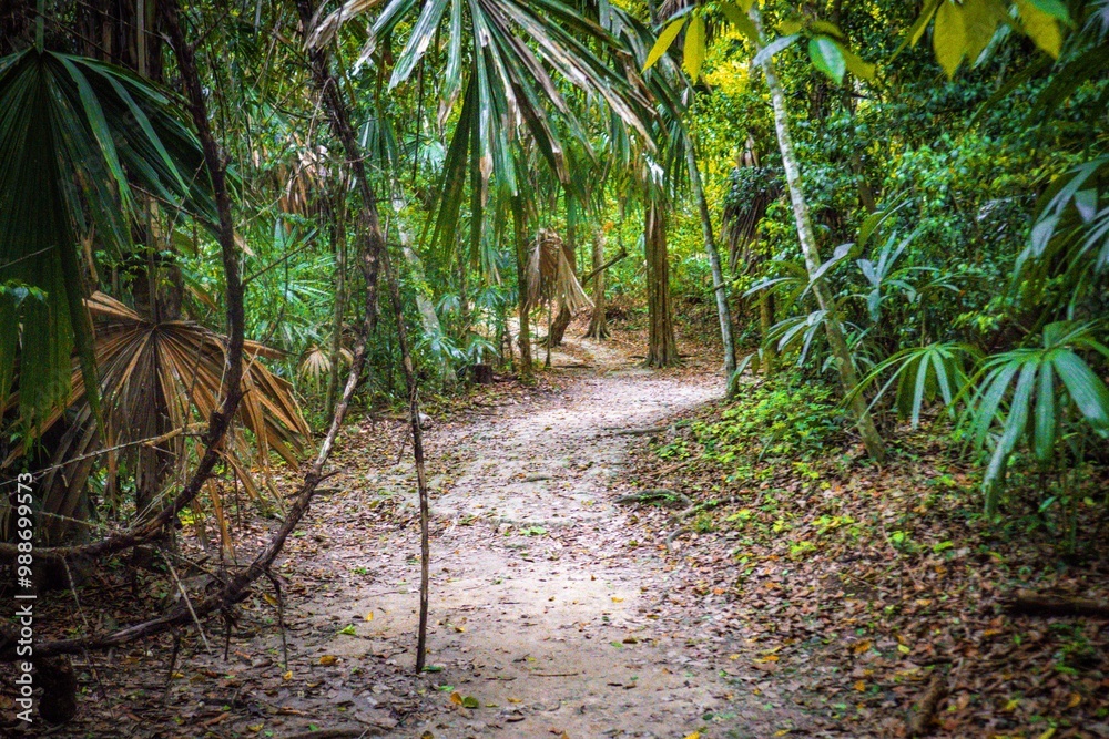 Sticker Tropical forest path with dense greenery