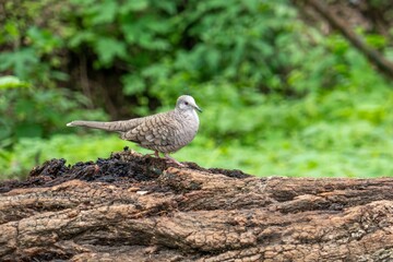 Obraz premium Dove perched on a log in a forest