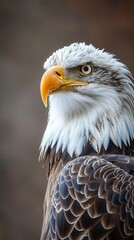 Obraz premium Majestic Eagle. Wallpaper with high detail plain background concept