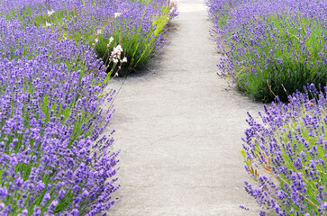 Gravel path among blooming lavender