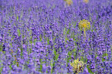 Obraz premium Lavender flowers on the surface of a lavender field.