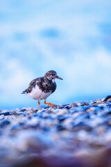 turnstone bird on the beach 