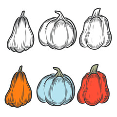 Line images of pumpkins. Vector illustration. Halloween pumpkin outline isolated on white background. Autumn harvest. Pumpkin sketch.