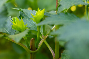 Pinching flowers. Pinching or snipping out a part of the new plant’s growth encourages plants to produce more branches, therefore more flowers.
