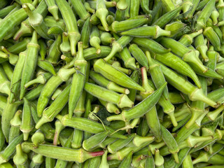 Okra or Okro or, Abelmoschus esculentus, known in many English-speaking countries as ladyfingers or ochre, also called bhindi is grown in the Greek garden. Healthy vegetarian food.