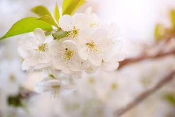 Cherry flowers blossoms