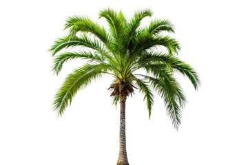 A single palm tree standing tall with a smooth brown trunk and radiating green leaves, perfectly centered on a plain white background