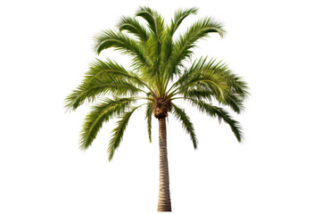 A single palm tree standing tall with a smooth brown trunk and radiating green leaves, perfectly centered on a plain white background