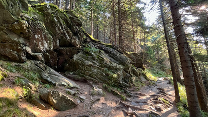 Hiking trail in the mountains of Poland goes through a pine forest. Eastern Sudetes Mountains