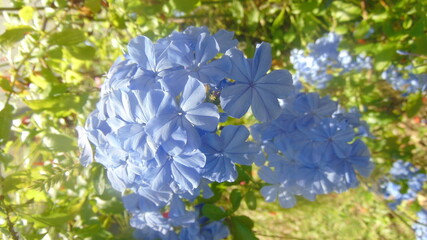Des petites fleurs tropicales bleues © Patrick