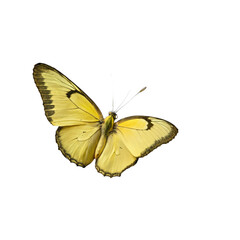 Fototapeta premium butterfly ,isolated on white background , transparent png image