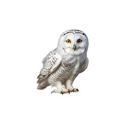 great horned owl ,isolated on white background , transparent png image