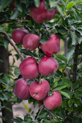 Apple tree. Red apples on the tree. Fruit garden. Apples print set, wall art, interior design