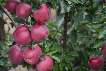 Apple tree. Red apples on the tree. Fruit garden. Apples print set, wall art, interior design